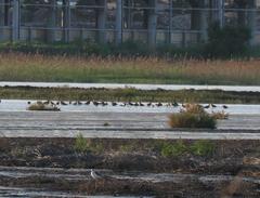 Limosa limosa