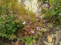 Allium rubens
