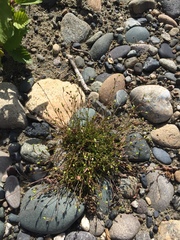 Sabulina dawsonensis