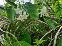 Jasminanthes mucronata