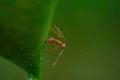 Oecophylla smaragdina