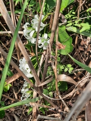 Jasminanthes mucronata