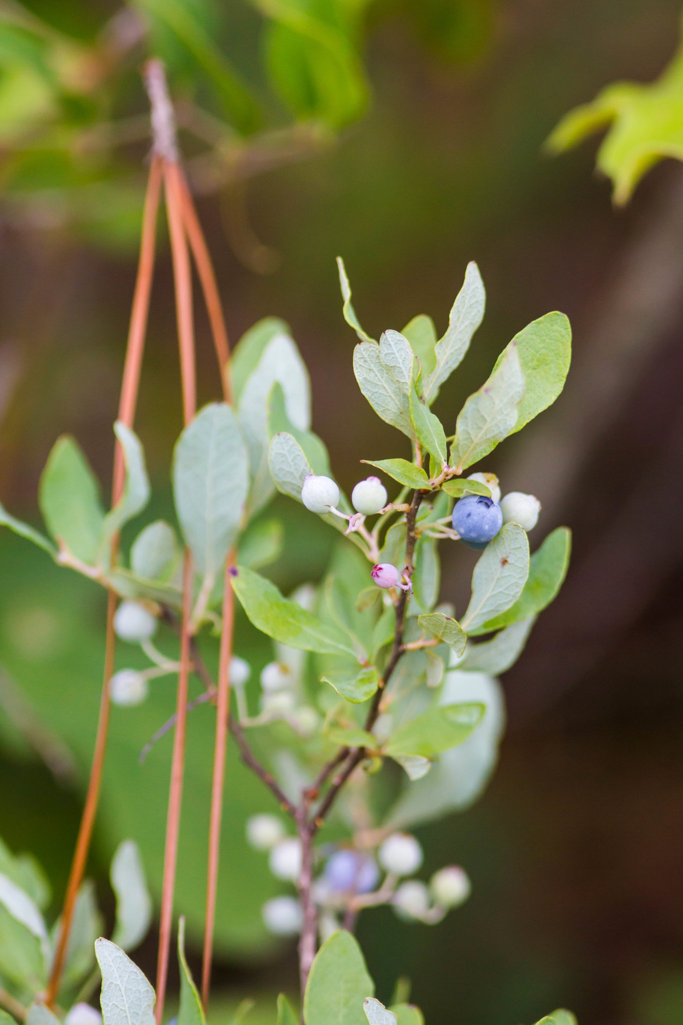 Gaylussacia nana