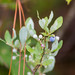 Dwarf Dangleberry - Photo (c) Melissa McMasters, some rights reserved (CC BY)