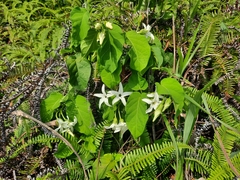 Jasminanthes mucronata