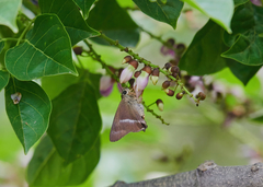 Hasora chromus chromus