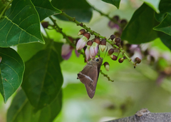 Hasora chromus chromus