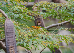 Phalanta phalantha phalantha