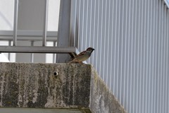 Passer domesticus
