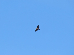 Milvus migrans