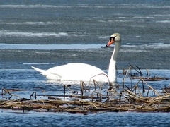 Cygnus olor