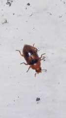 Coccidula scutellata