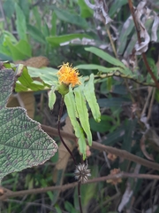 Gynura divaricata