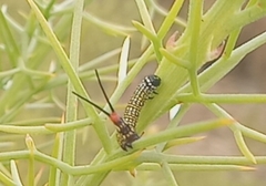 Antimima cryptica