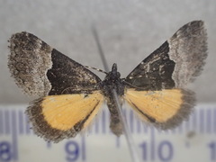 Dichromodes scothima