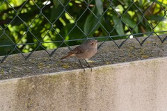 Phoenicurus ochruros