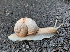 Helix pomatia