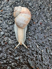 Helix pomatia