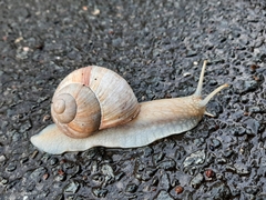Helix pomatia
