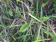Gynura divaricata