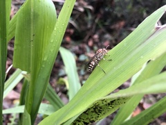 Parapolybia nodosa