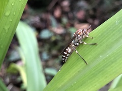 Parapolybia nodosa