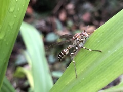 Parapolybia nodosa