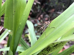 Parapolybia nodosa