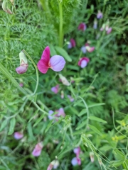 Lathyrus clymenum
