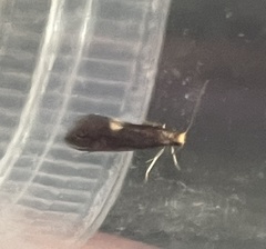 Psychoides filicivora