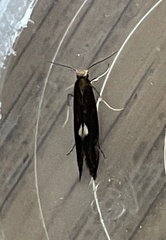 Psychoides filicivora