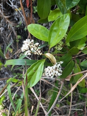 Viburnum sempervirens