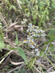 Alloispermum integrifolium