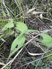 Alloispermum integrifolium