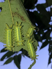 Parasa