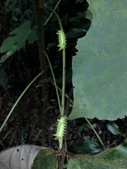 Parasa