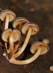 Hypholoma brunneum