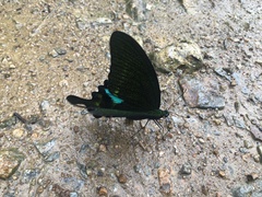 Papilio paris