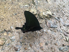 Papilio paris