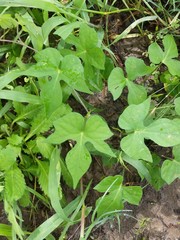 Ipomoea cordatotriloba