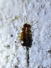 Paradromius linearis