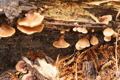 Lentinellus castoreus