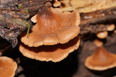 Lentinellus castoreus