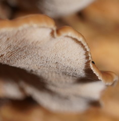 Lentinellus castoreus