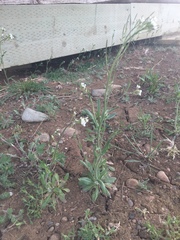 Crucihimalaya bursifolia