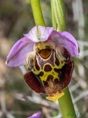 Ophrys fuciflora maxima