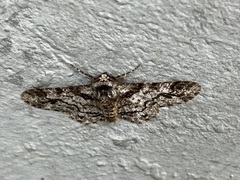 Biston marginata