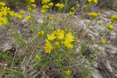 Haplophyllum linifolium