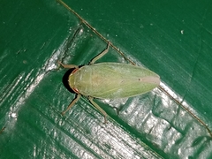 Krisna