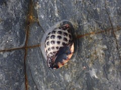 Tenguella marginalba